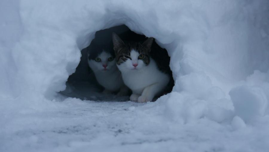 Katte
