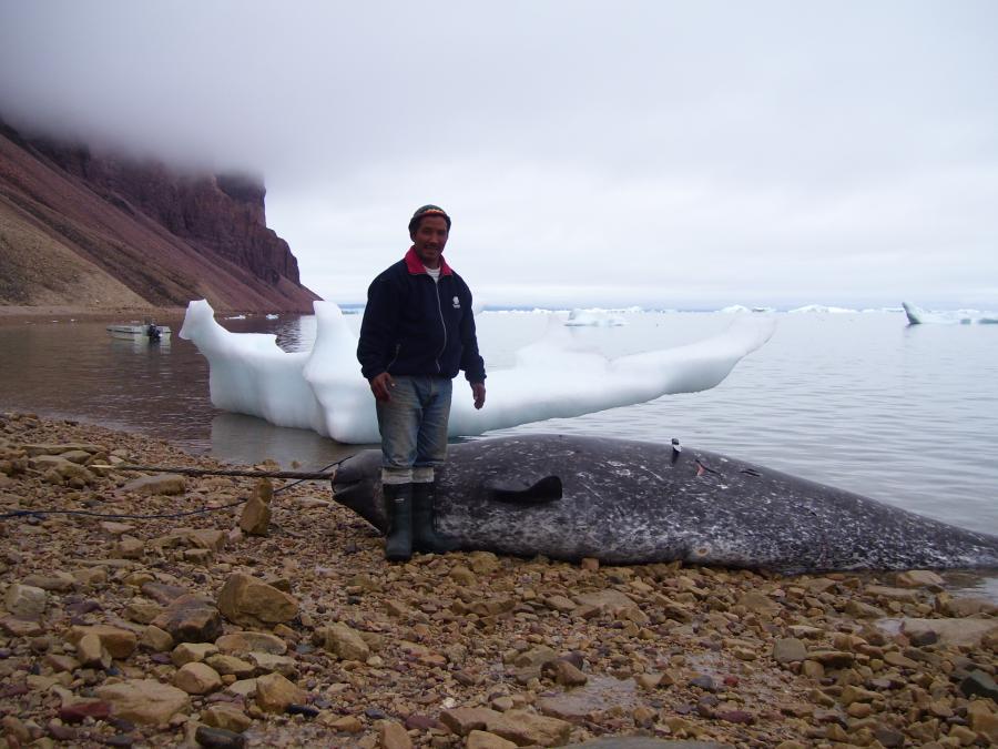Narhvalfanger i Avanersuaq/Thule, juli 2007