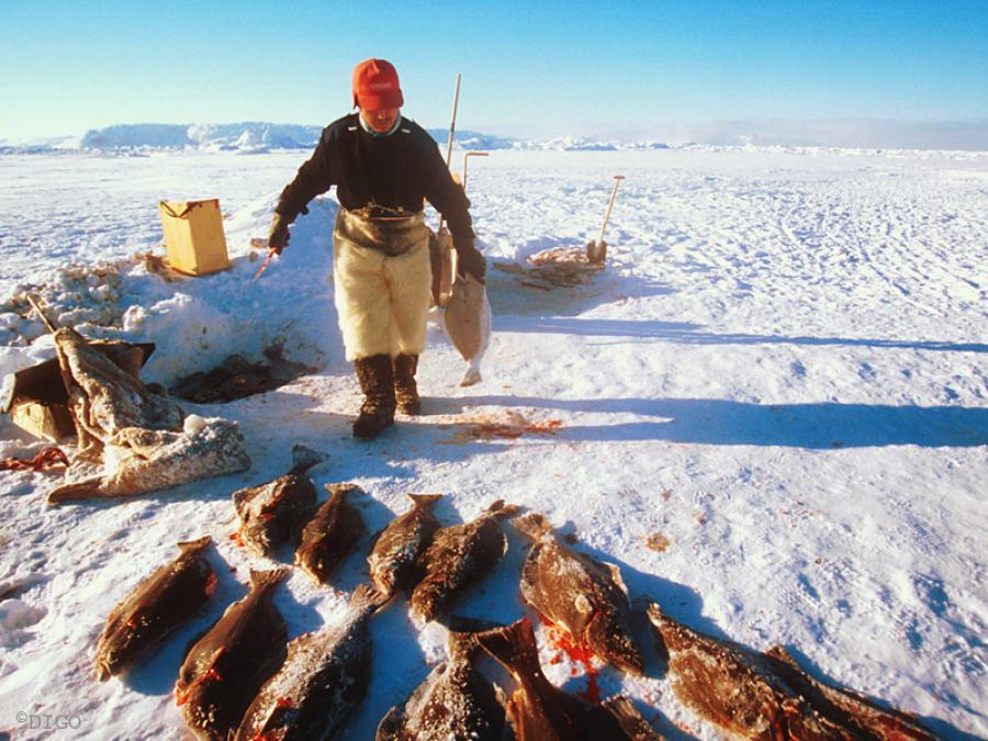 Fisker hellefisk på isen