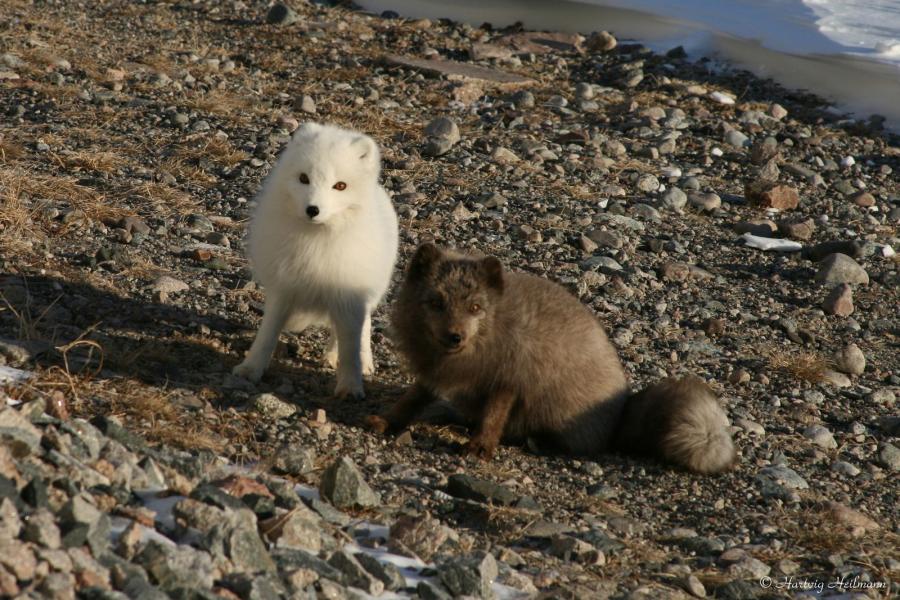 Polarræve