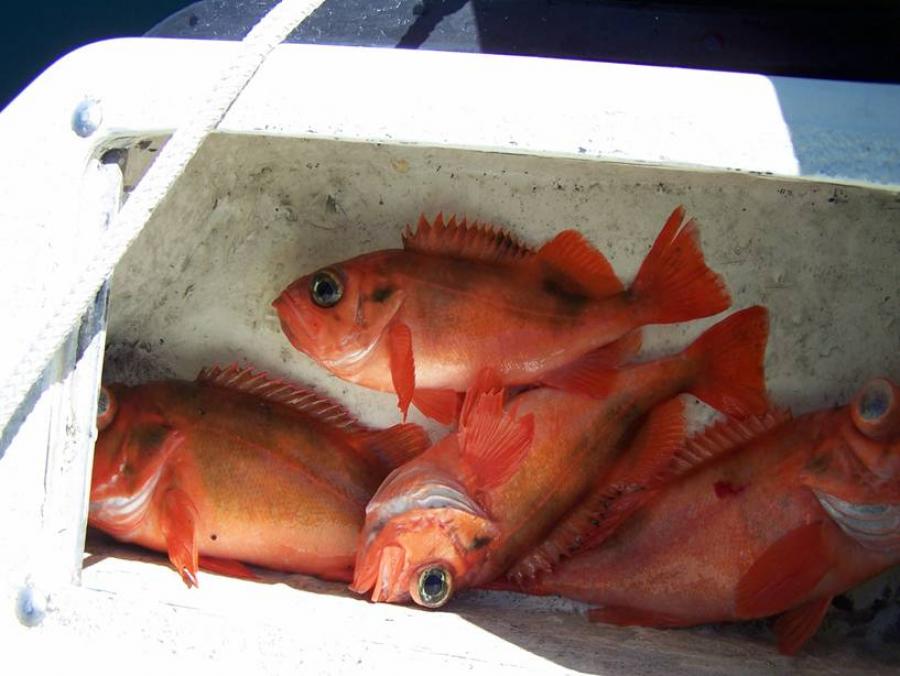 Suluppaakkat/rødfisk