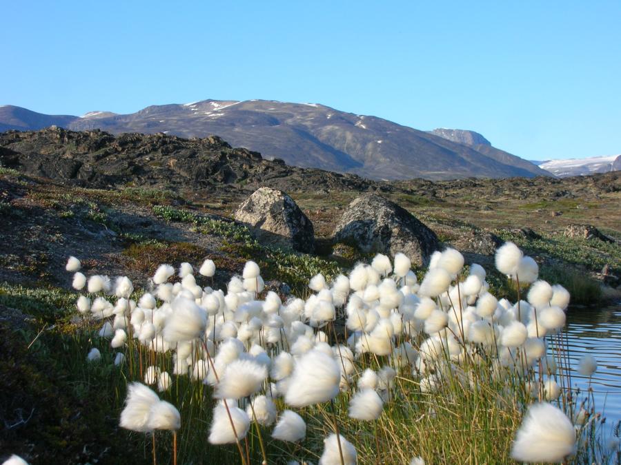 Ukaliusat, Kæruld
