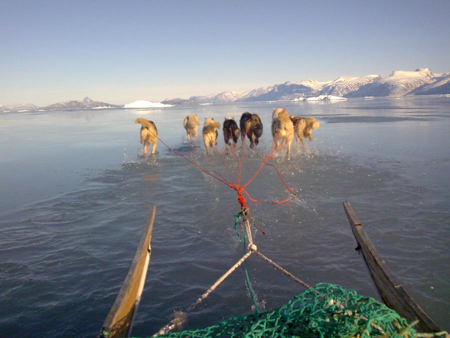 Slædekørsel på isen når vejret begynder at blive varmere, Uummannaq