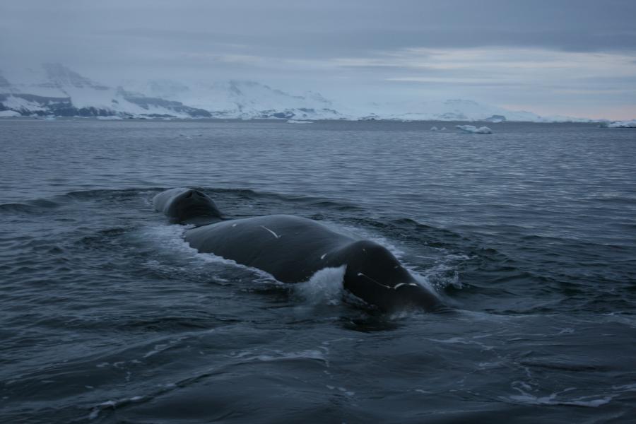 En grønlandshval i nærheden af Qeqertarsuaq, 2007