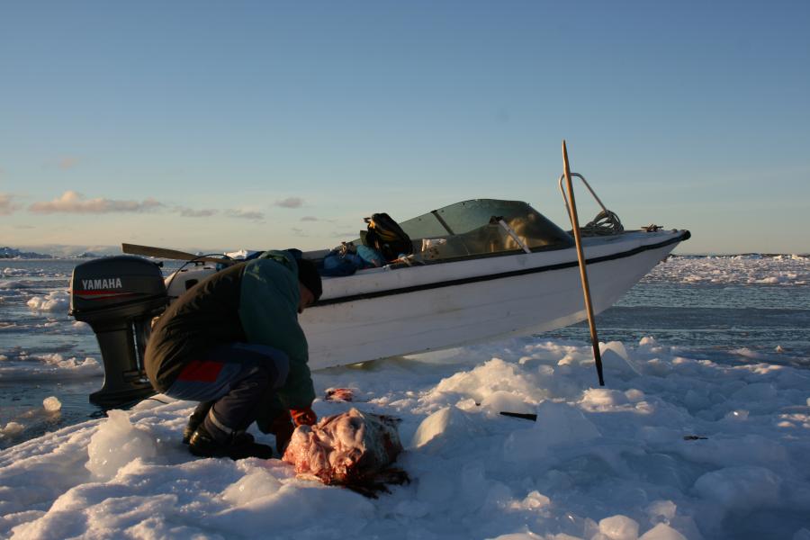 Nyfanget sæl flænses på isen. Ved Qeqertarsuaq, 12. marts 2007