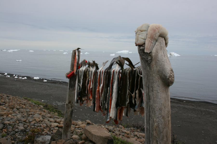 Tørfisk. Ved Qeqertarsuaq, 20. juni 2007