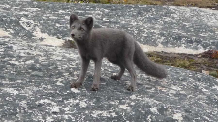 Polar ræv