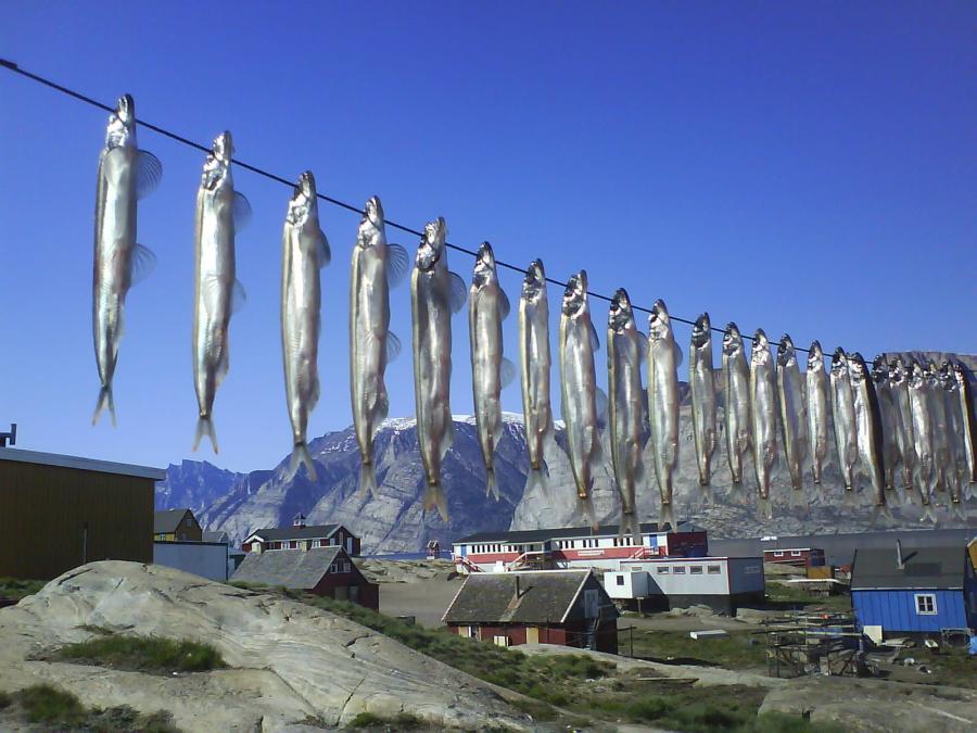Ammasætter (lodder) til tørre, Saattut 15. juni 2009