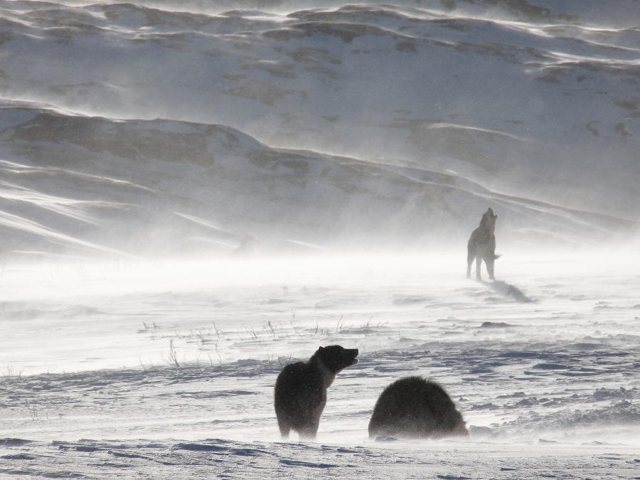 Hundene hyler i snefygningen
