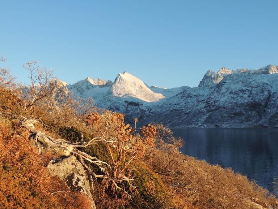Saqqarsuaq (i Sydgrønland?) i efterårsfarver, november 2013