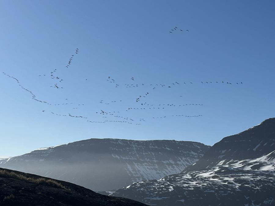 Masser af gæs. Qeqertarsuaq, 29. maj 2022