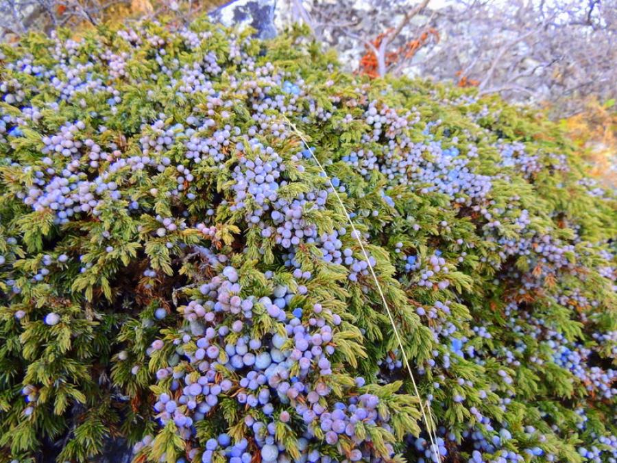 Kakillarnat