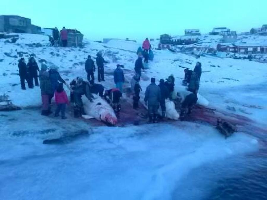 Tasiusami upernaviup avannaani qilalukkanik qaqortanik pingasunik pilattut