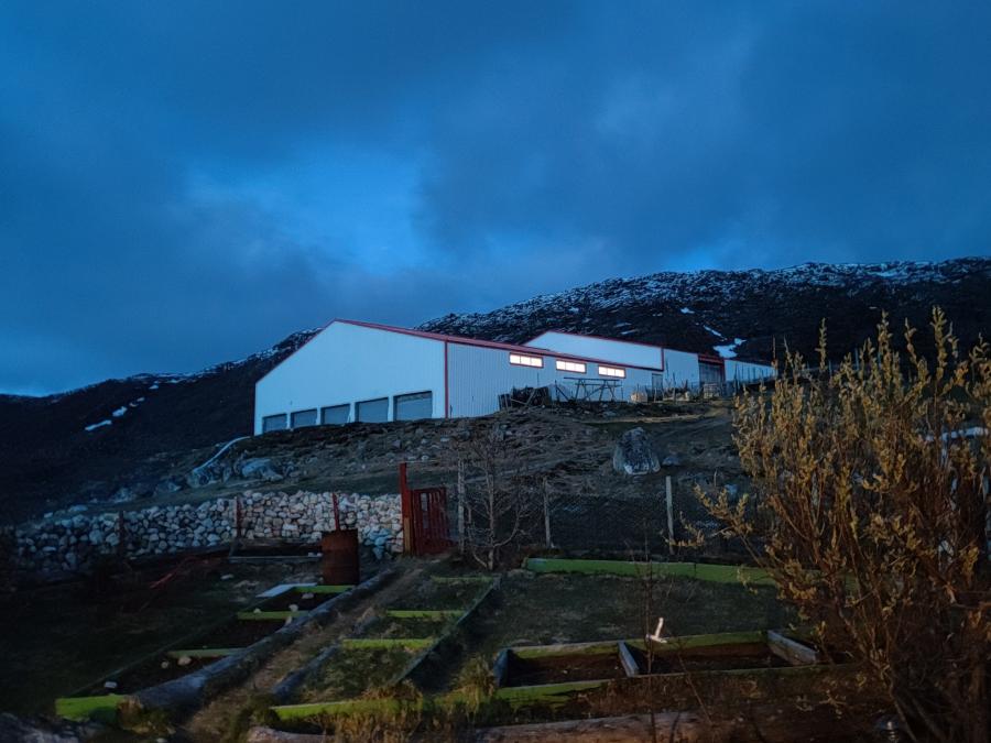 Der er ved at blive forår og fårene får lam, selvom det er nat er der travlhed i fårestalden. Tasiluk, 23. maj 2021