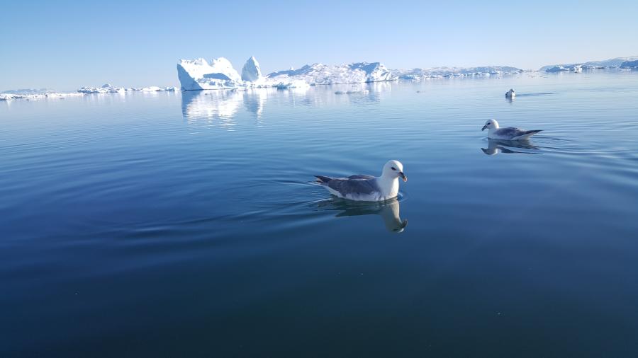 oqaattut avataani juni 2015