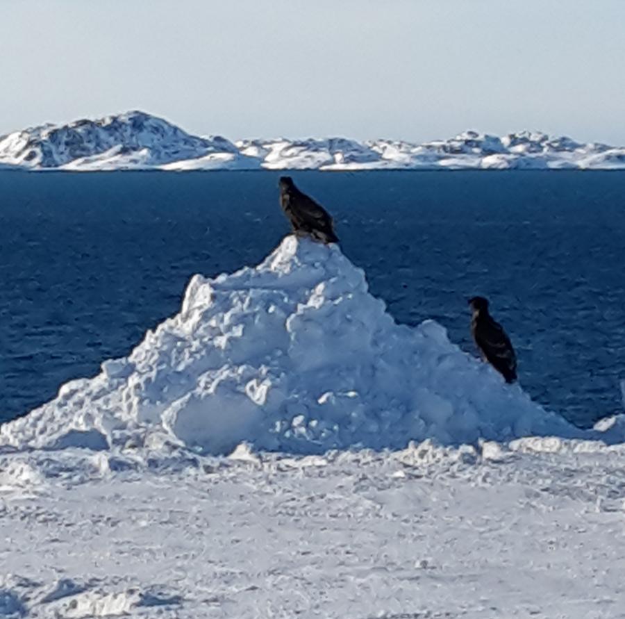Et ørnepar soler sig i kulden der hvor vejen ender, Nuuk 14. marts 2017