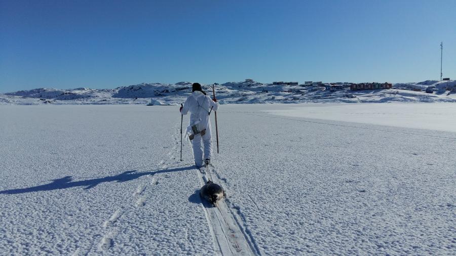 Fanger ankommer hjem med sæl på slæb, Kangaatsiaq 28. marts 2018