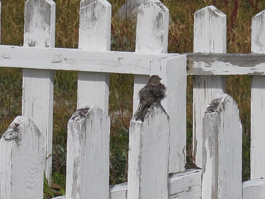 Aappilattumi Piitaq tukak