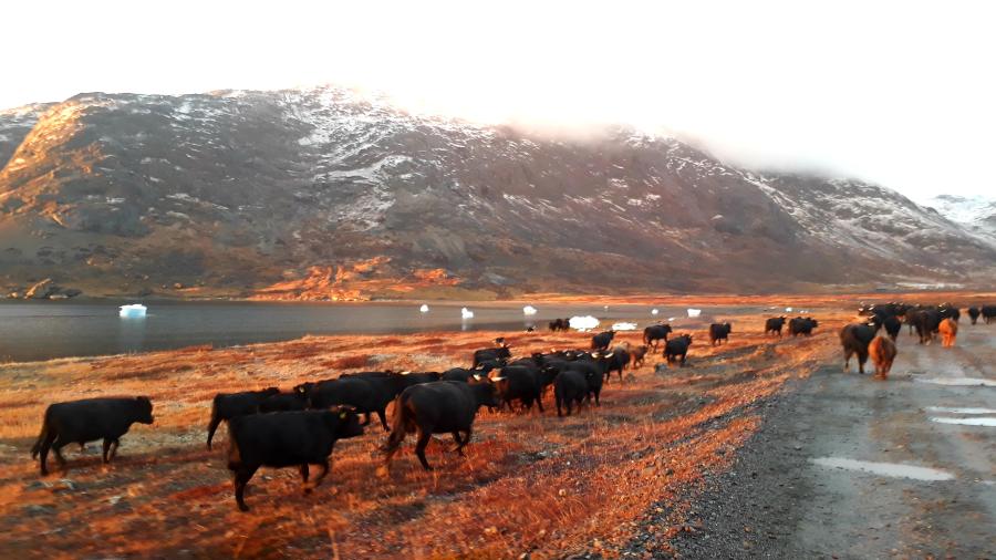 Landbrug i Grønland. Narsaq, 21. oktober 2020