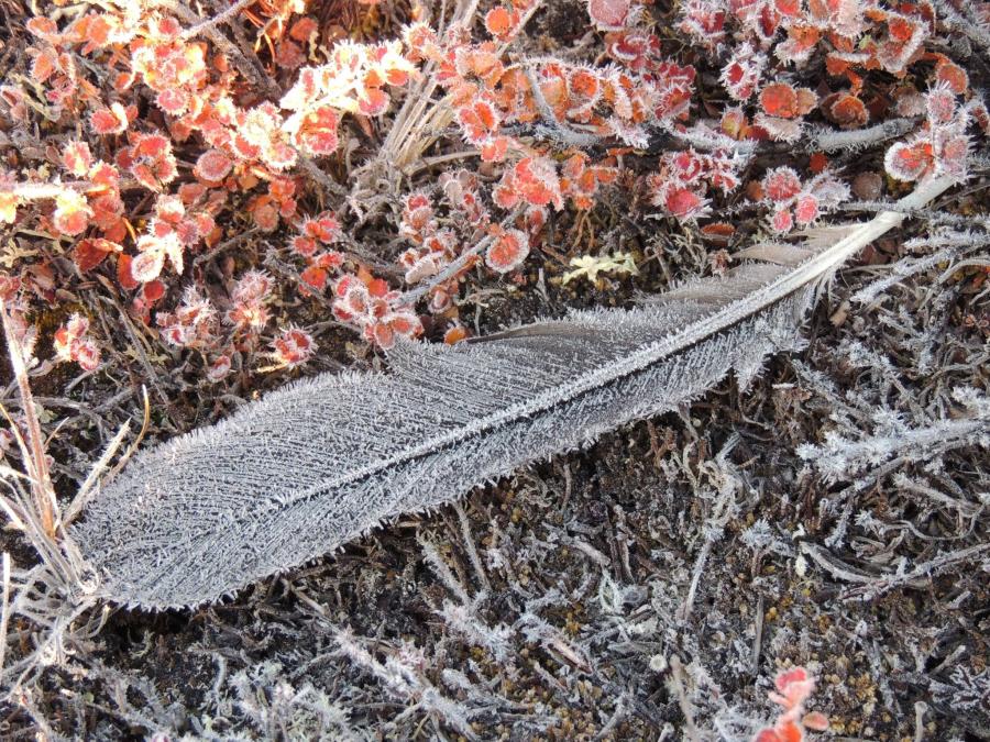 Ravnefjer i rimfrost - Rensdyrjagt Orioq, oktober 2017