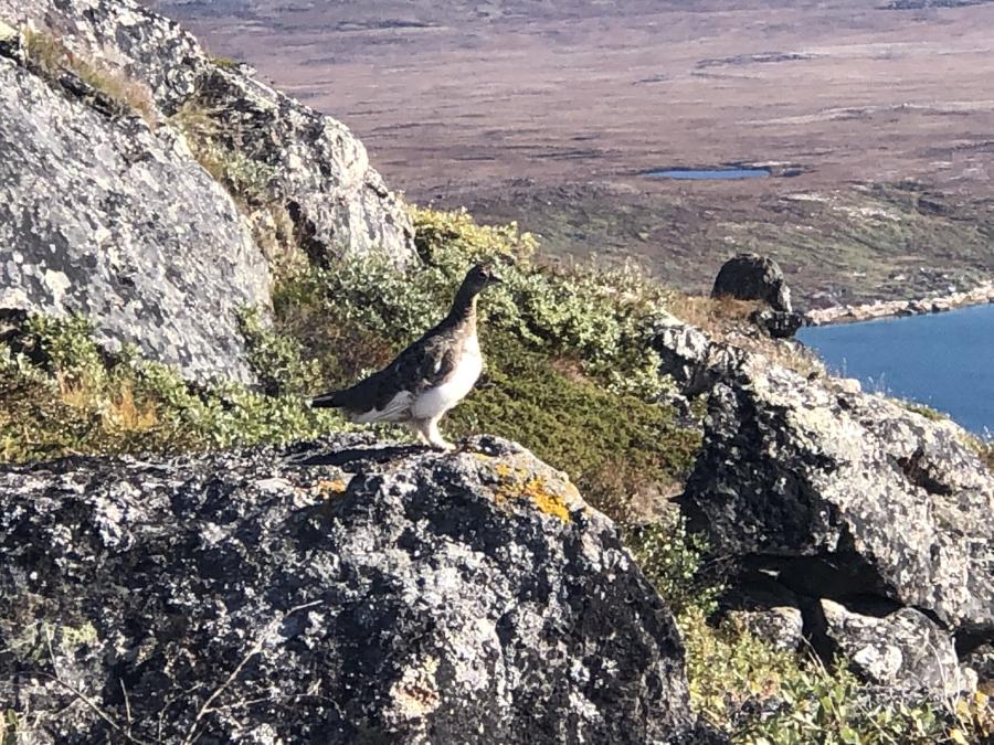 En rype i efterårsdragt. Oppe over Kuussuaq, Kapisillit, 7. september 2021