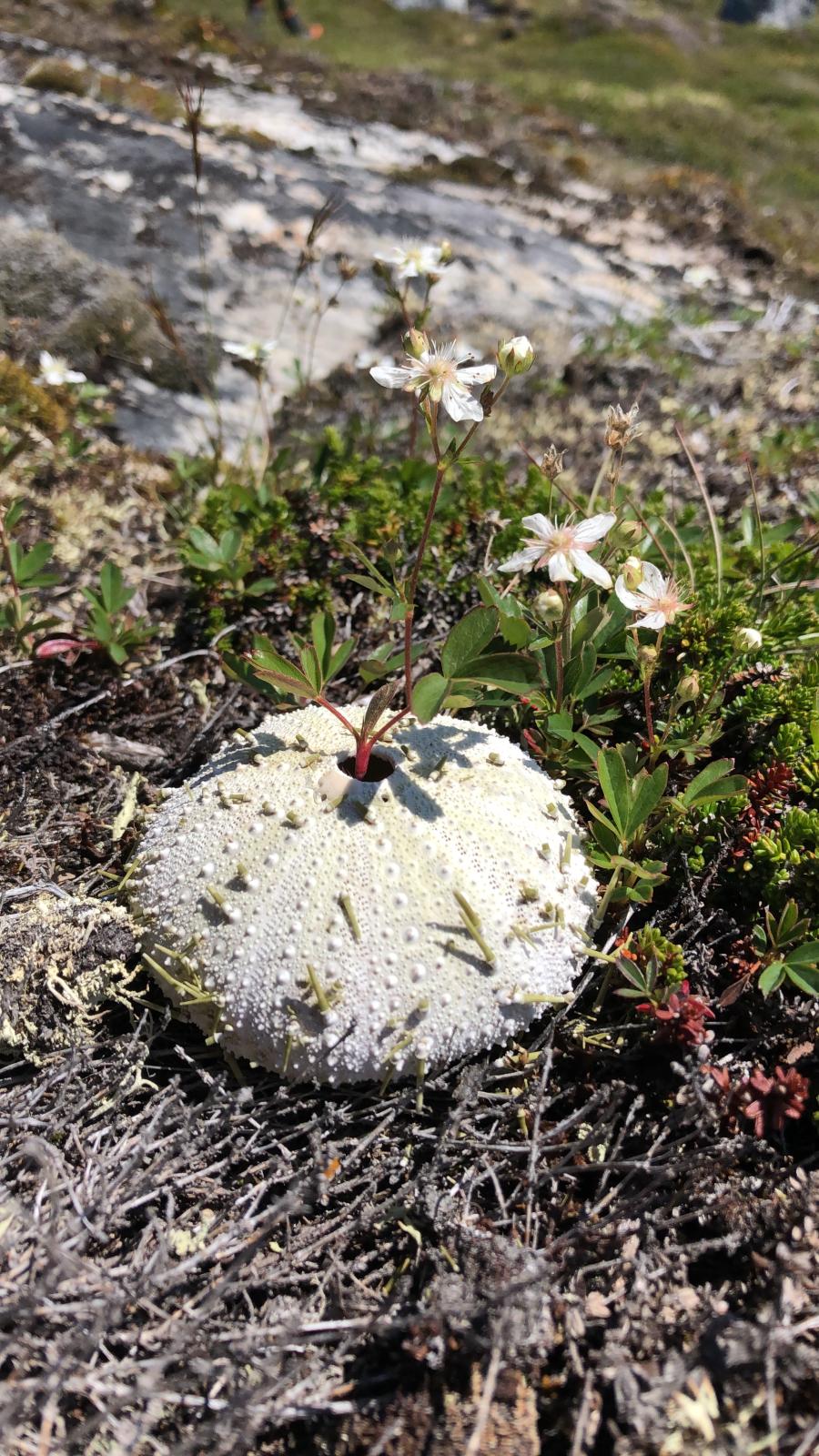 Søpindsvin, en naturlig vase