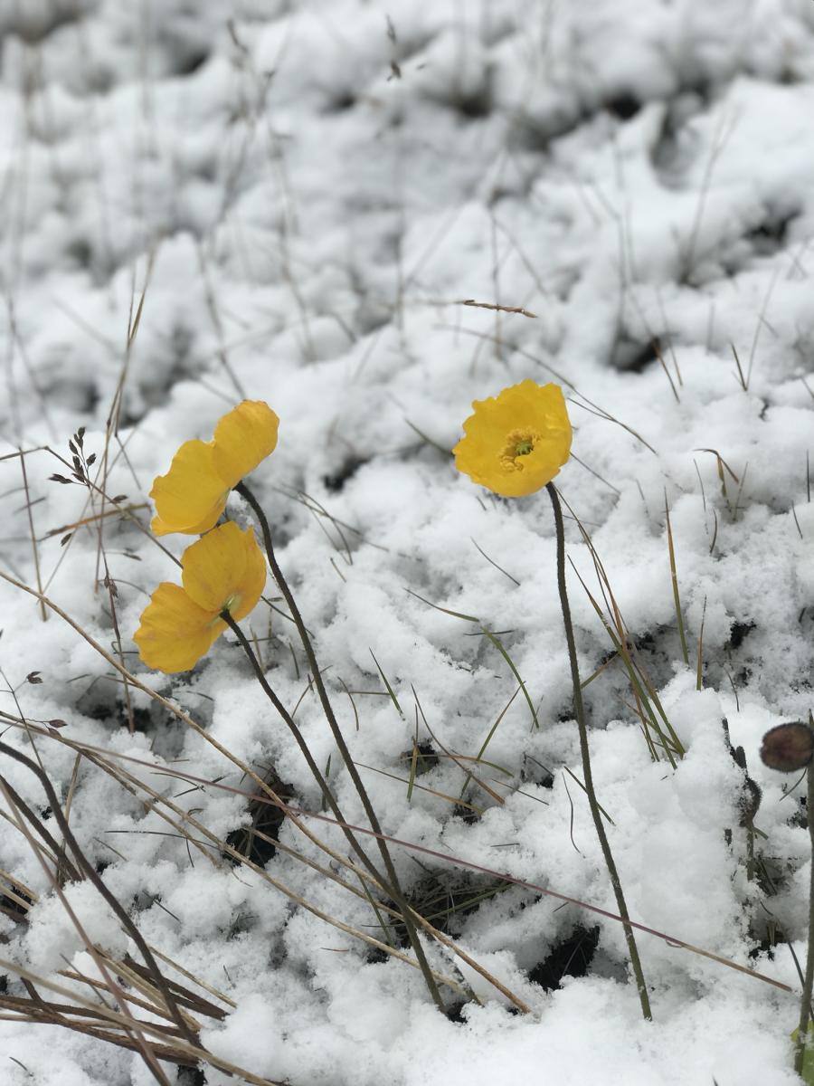 Første sne
