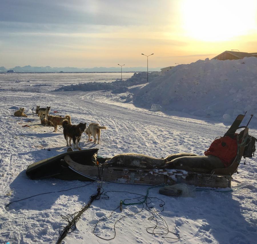 Sælfangst, Ittoqqortoormiit, 8. april 2018