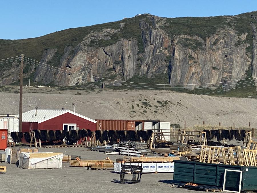 Moskusokseskind. Kangerlussuaq, 22. juni 2021