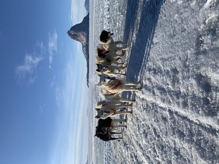 Kvindernes hundeslædekonkurrence. Uummannaq, april 2020