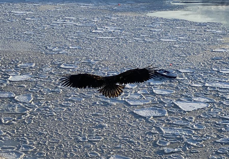 Havørn. Sisimiut, 13. februar 2020