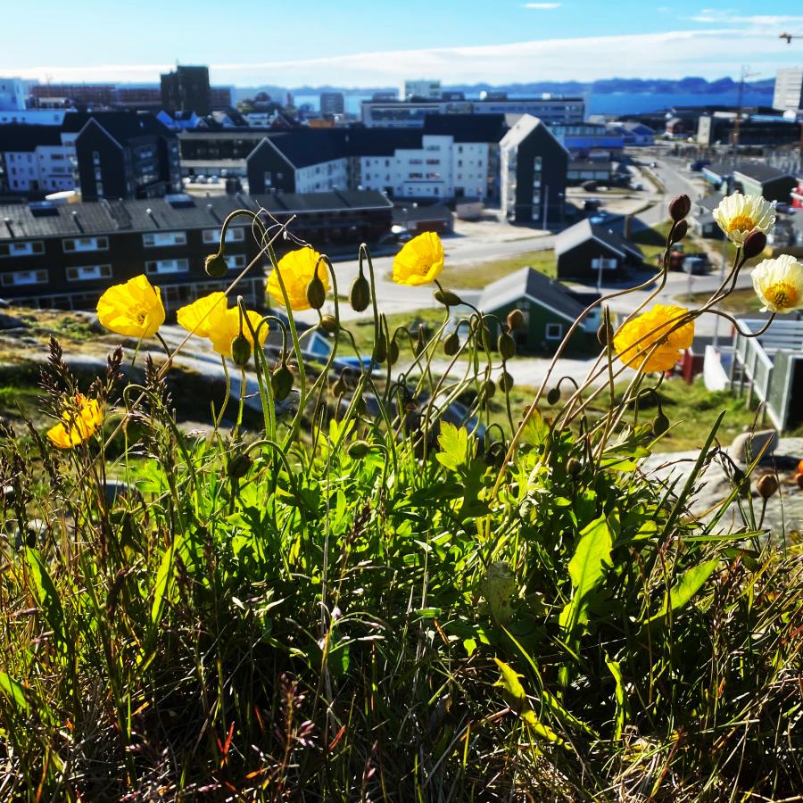 Sommerens blomster