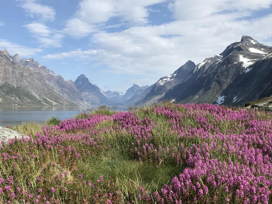 Det er ikke så underligt nordboerne kaldte det Grønland. Udsigt fra den nedlagte bygd Nuuk ved Aappilattoq i Kujataa / Sydgrønland, august 2019