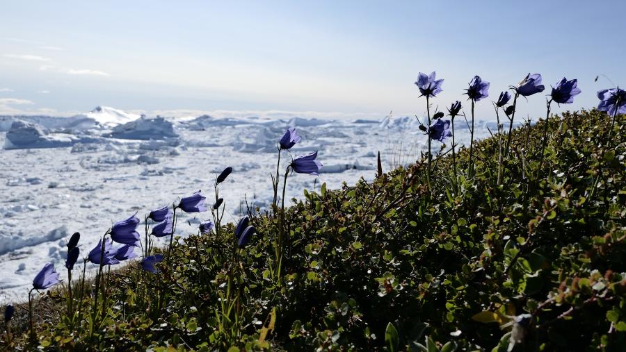 Sommerens farver i Nordgrønland, 22. august 2018