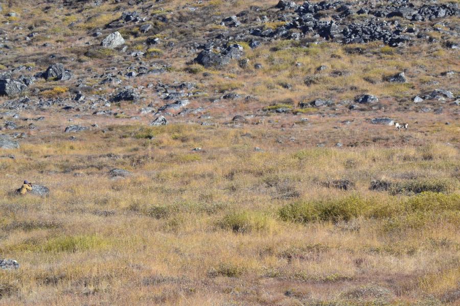 Tuttumik umersarisoq