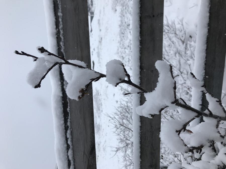 Kiisami apillualaarpoq orpigannguit aputinillutik