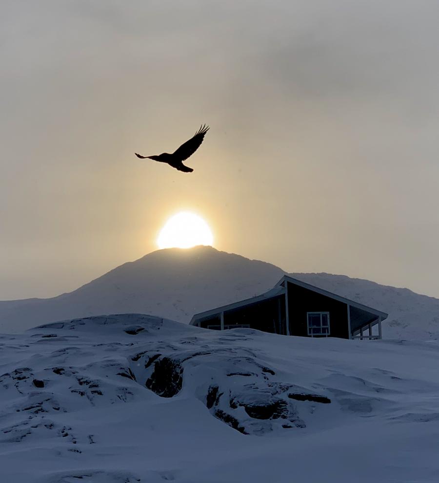 Ravnen og solen. Nuuk, 22. februar 2020