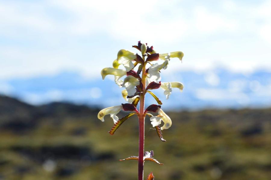 Naasoq