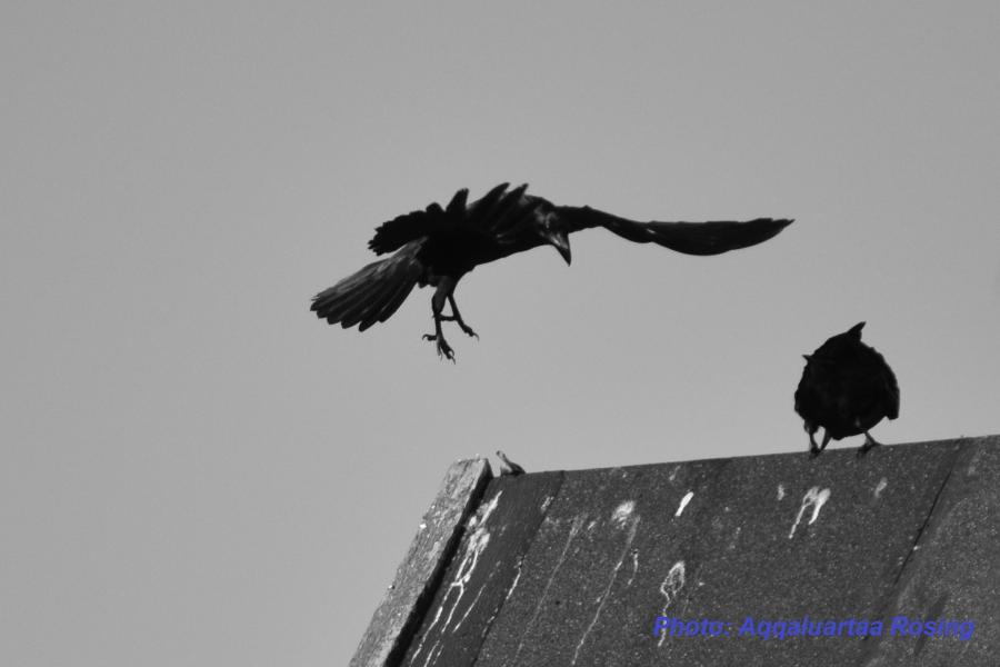 Black Bird