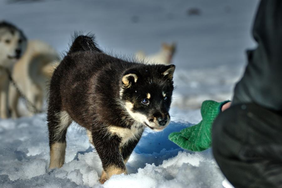 Qimmiaraq