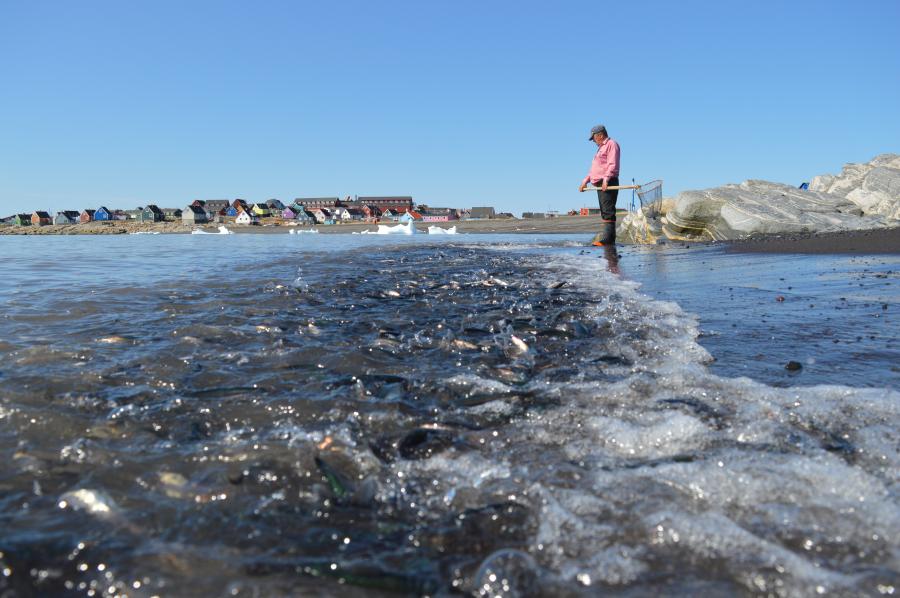 Øser ammasætter op i Qeqertarsuaq