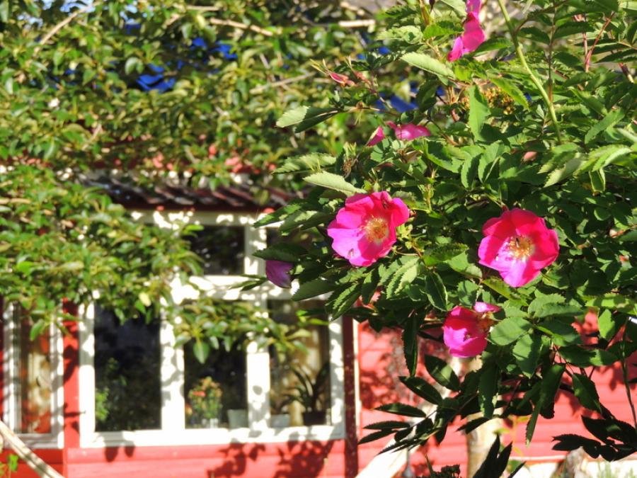 Rosa