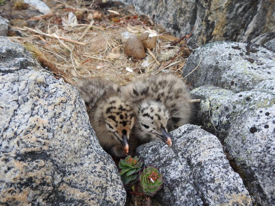 De sødeste mågeunger - Ø ved Sisimiut
