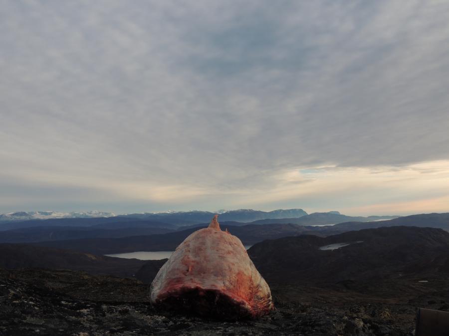 Dejlig økologisk kød og hvilken udsigt - Sisimiut