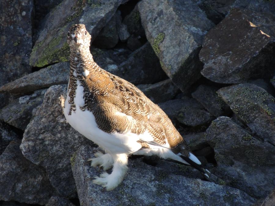 Smuk rype fra vores jagttur - Sisimiut