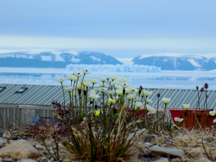 Arktiske blomster. Qaanaaq, 6. juli 2016