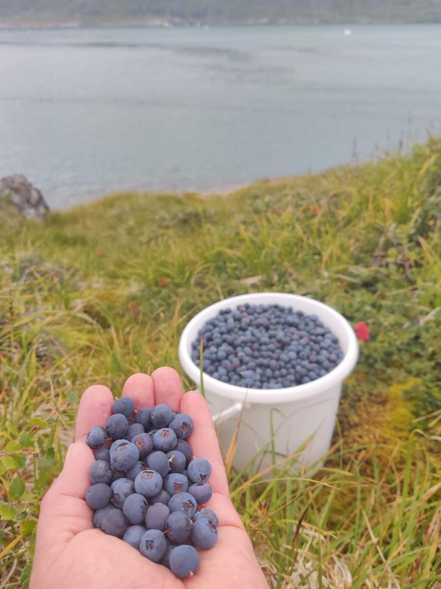 Kigitaarnarniarluta katersaat