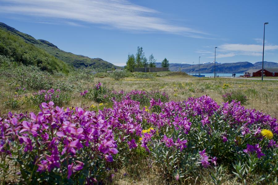 Storblomstret gederams i Narsarsuaq, 13. juni 2019