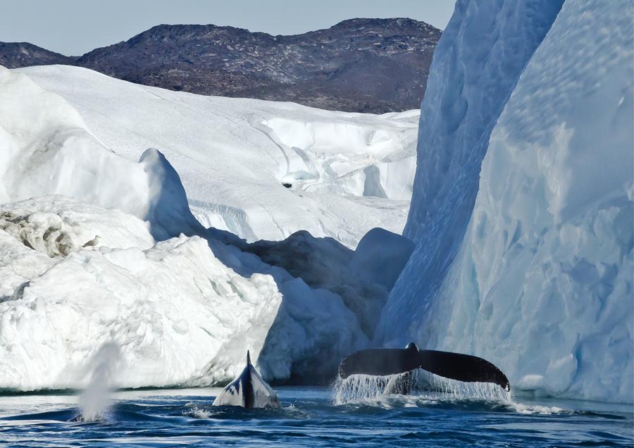 Tre pukkelhvaler. Ilulissat, 30. august 2020