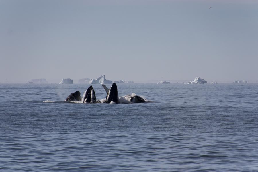 Hvaler ved Qeqertasuaq